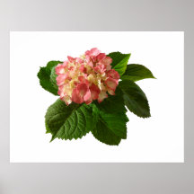 STARTING UNDER $20 -Pale Peach and Cream Hydrangea Print