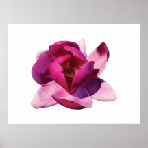 STARTING UNDER $20 - Pink Magnolia Closeup Poster