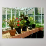 STARTING UNDER $20 - Plants in Greenhouse Print