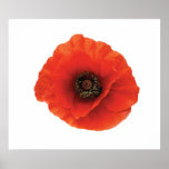 STARTING UNDER $20 - Red Poppy Print