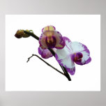 STARTING UNDER $20 White Orchids With Magenta Edge Posters
