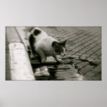 Startled Poster