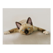 Stay cool and chill out kitten. postcards