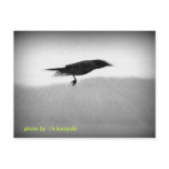 Stealth Crow Post Cards