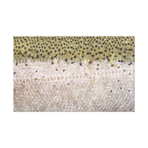 Steelhead on Canvas canvas prints