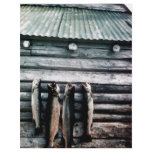 Steelhead Trout or Rainbow Trout Hanging on Side o flyers