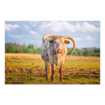 Steer in Pasture