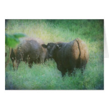 Steers in a Field Greeting Card