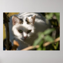 Stella Poster