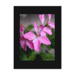 Stellar geranium 'Graffiti pink' Post Card