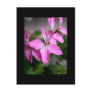 Stellar geranium 'Graffiti pink' Post Card