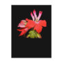 Stellar geranium 'PAC Fireworks' Post Card