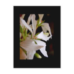 Stellar geranium 'Vectis glitter' Post Card