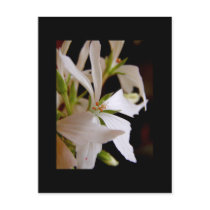 Stellar geranium 'Vectis glitter' Post Card