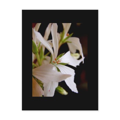 Stellar geranium 'Vectis glitter' Post Card by sweden_otsi