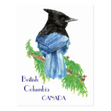 Stellar Jay, British Columbia, Bird, Nature Postcards