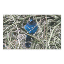 STELLAR JAY
