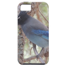 Stellars Jay iPhone 5 Covers
