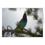 Stellars Jay or Chara Crestada cards