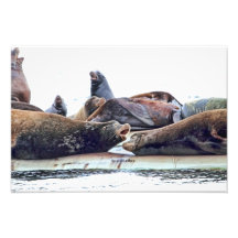 Steller Sea Lions Art Photo