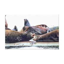 Steller Sea Lions Gallery Wrapped Canvas