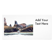 Steller Sea Lions Personalized Photo Card