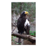 Stellers Eagle Photo Print