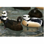 Steller's Eider Males and Females Photo Sculpture