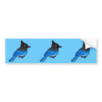 Steller's Jay