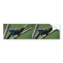 Steller's Jay Bumper Stickers