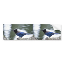 Steller's Jay Bumper Sticker