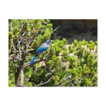 Stellers Jay ( Cyanocitta Stelleri ) Postcards