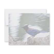 Steller's Jay Custom Announcement