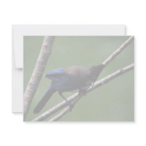 Steller's Jay Invitation
