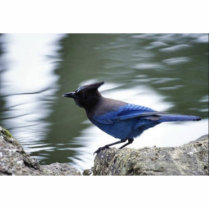 Steller's Jay Photo Sculpture