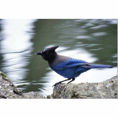 Steller's Jay Photo Sculpture by animalpark