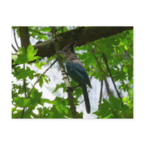 Steller's Jay Postcard