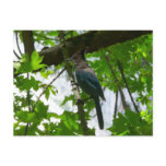 Steller's Jay Postcard