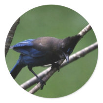 Steller's Jay Round Sticker