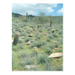 Stepping Stones Sonoran Arizona Photo Postcard