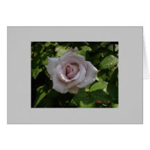 sterling silver rose greeting card
