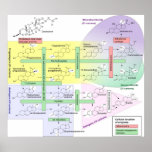 Steroidogenesis Biological Chemical Diagram Print