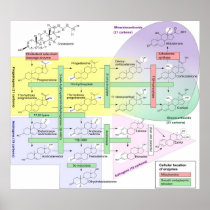 Steroidogenesis Biological Chemical Diagram Print