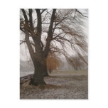 Stewart Park, Cayuga Lake Post Cards