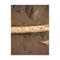 Stick in the River Postcard