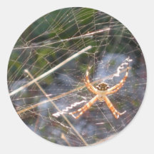 Sticker- spider in Web