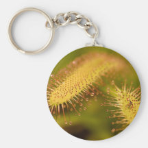 Sticky Plant Keychains