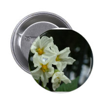 still life buttons