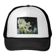 still life hat