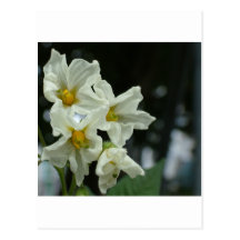 still life postcards